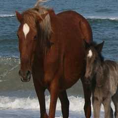 Navigating the Refund Policy for Horse Shows in Currituck County, North Carolina