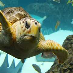 Discovering the Wonders of Marine Life in Pinellas County, Florida