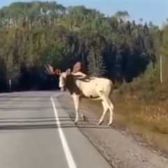 Look Both Ways!