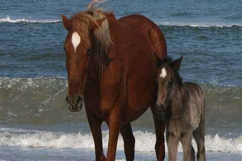 The Ultimate Guide to Cancellation Policies for Horse Shows in Currituck County, North Carolina