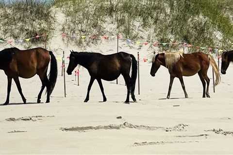 The Insider's Guide to Horse Shows in Currituck County, North Carolina