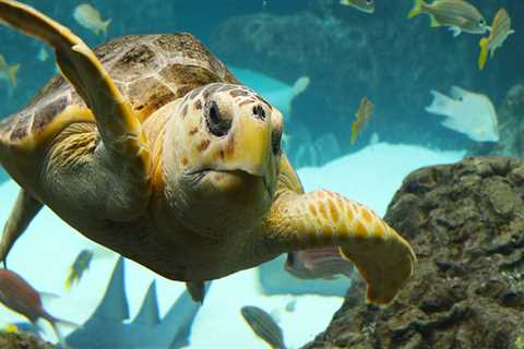 Discovering the Wonders of Marine Life in Pinellas County, Florida