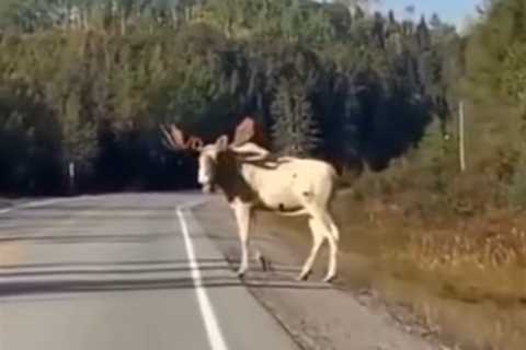 Look Both Ways!