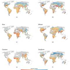 Staple crops yields face ‘substantial losses’ in warming world – even with adaptation