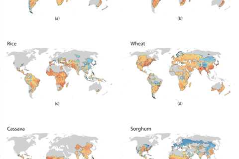 Staple crops yields face ‘substantial losses’ in warming world – even with adaptation
