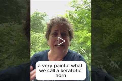 One Single Keratotic Horn - Intro