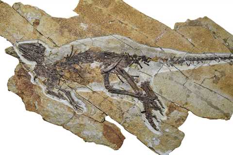 This Dinosaur Likely Chirped Like a Bird