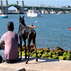 Exploring Pet-Friendly Community Events in Central Florida: A Guide for Pet Lovers