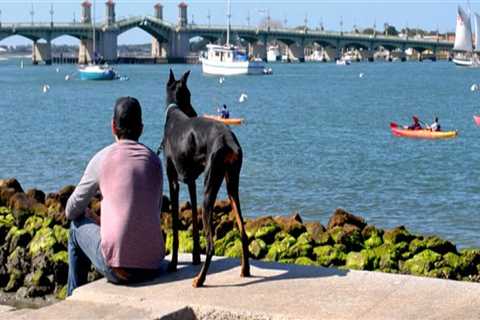 Exploring Pet-Friendly Community Events in Central Florida: A Guide for Pet Lovers