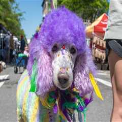 The Pet-Friendly Spring Festivals in Northwest Arkansas: A Local Expert's Perspective