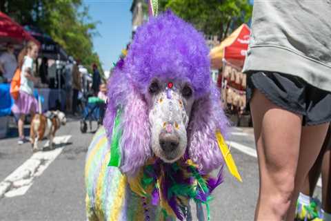 The Pet-Friendly Spring Festivals in Northwest Arkansas: A Local Expert's Perspective