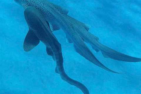 Shark Threesome Filmed by Marine Biologists for Science