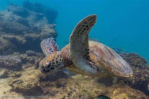 Report: Power Shift – WA’s Electrified Future