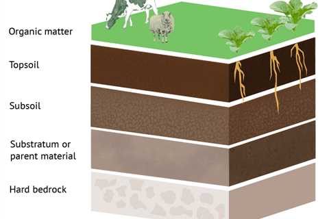 Q&A: The role of soil health in food security and tackling climate change