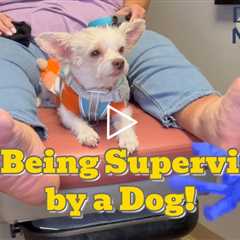 I'm Being Supervised by a Dog! 🐶👣