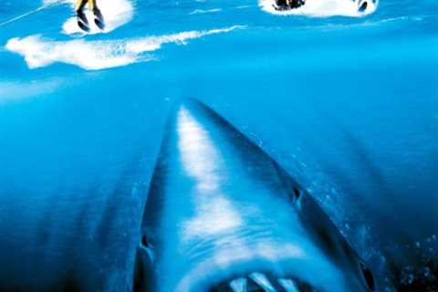 Climate Change and Sharks