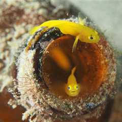 All About Gobies