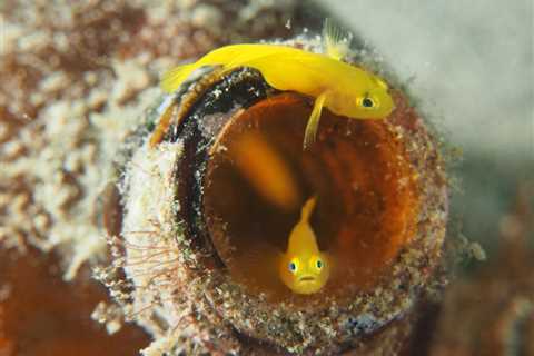 All About Gobies